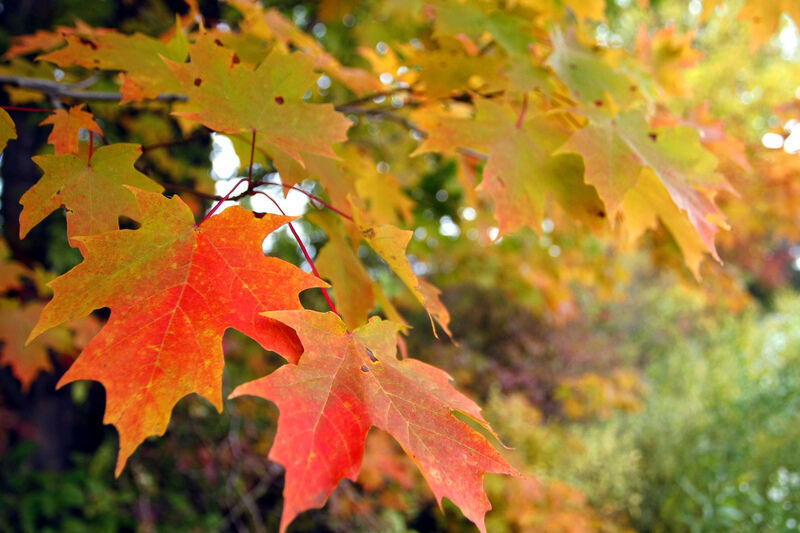Finally, something might be good this year: autumn leaves